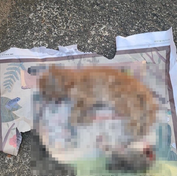 포항서 발견된 목없는 길냥이 사체…범인은 '이웃집 노인'