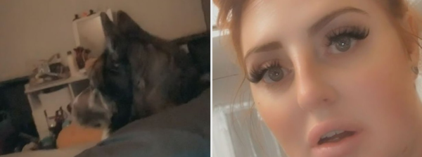 잠에서 깨보니 침대 위에 있던 낯선 댕댕이…전날 밤, 무슨 일이?