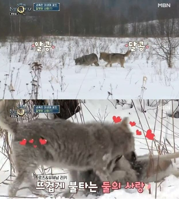 '리더도 안 봐준다'…바람 난 늑대의 최후는?