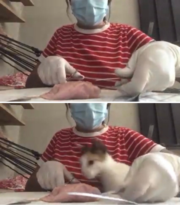 의대생 집사 멘붕 터트린 냥이의 '돌발 행동'