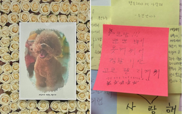 산책 중인 반려견 차로 치고 도주한 뺑소니…"사과 일절 없었다"