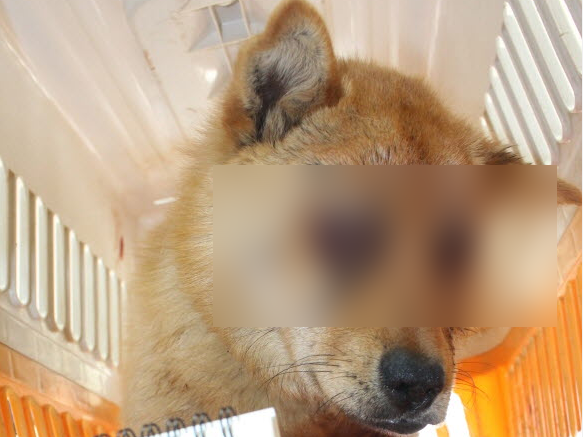 "양쪽 눈 도려낸 채 버려져" 안성 논 밭에서 구조된 강아지