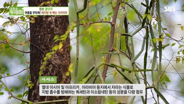 sbs생방송투데이 캡처