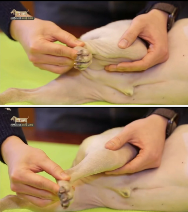 강아지 슬개골탈구, 마사지 1분이면 예방 가능하다?