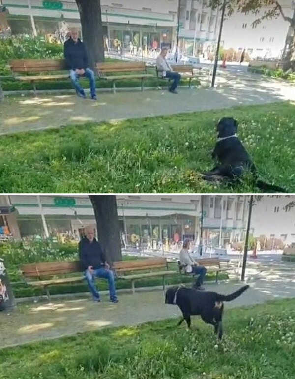 우울해보이던 할아버지에게 수줍은 위로 건넨 댕댕이