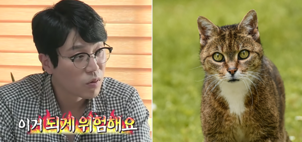 고양이 전문가들이 '외출냥이' 반대하는 이유