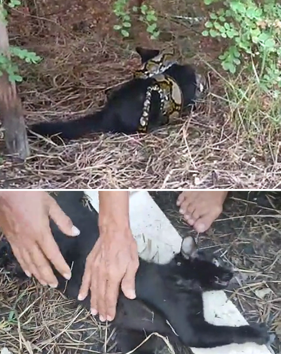 비단뱀에 휘감겨 죽어가던 고양이에게 나타난 '수호천사들'