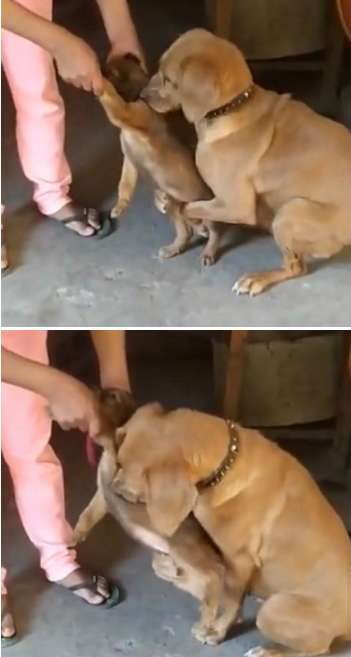 새끼 떼놓으려 하자 어미개가 보인 행동…"제발 데려가지 마세요"