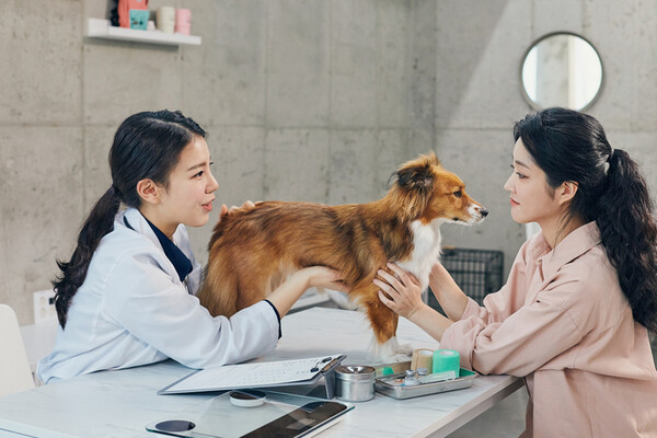 흔히 나타나는 강아지 질병, 미리 예방이 필수