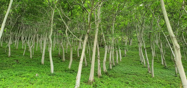 수백 년 산다는 푸조나무, 넓은 그늘의 휴식공간과 산소생산, 정화에도 큰 역할