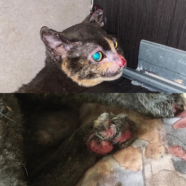 "불구덩이에 뛰어들어…" 새끼 위해 목숨 걸었던 어미 고양이