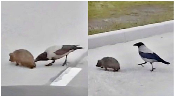 까마귀가 고슴도치 엉덩이 '콕콕' 찌른 진짜 이유