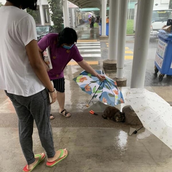 폭우 속에 웅크려있던 길고양이 보자마자 행인들이 한 행동