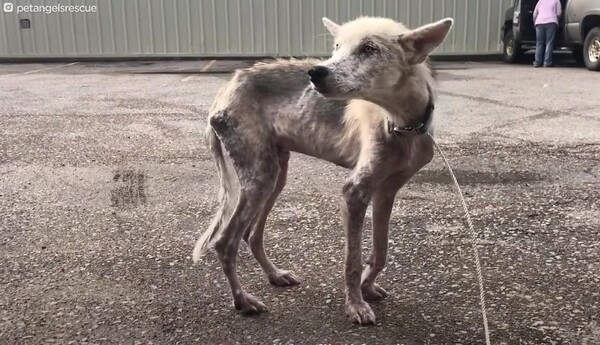 이혼 후 남편이 아내에게 복수한다며 저지른 일