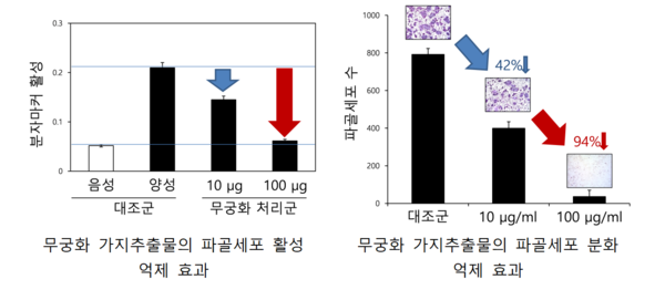 무궁화"난파" 가지추출물의 파골세포 활성 및 분화 억제 효과 (자료제공=산림청)