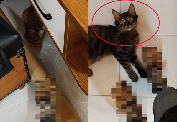 발 깨물던 고양이 '복수한다'며 구입한 아빠 집사의 양말 패션