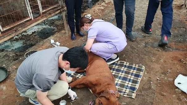 "불법 개농장 뿌리 뽑을 것" 죽음의 유통망 끊어낸다는 '이 지역'