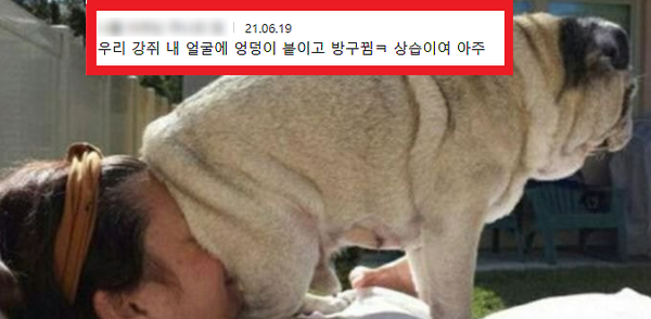 강아지가 엉덩이를 '당신 얼굴'에 떡하니 올려놓는 이유