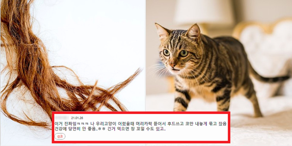 고양이가 당신의 머리카락 쥐어뜯는 이유 4가지
