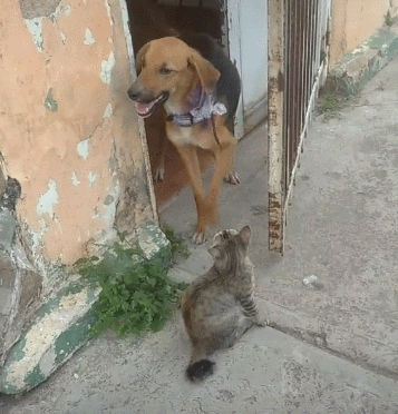 사진출처ⓒ='@nenemartinez18' TikTok