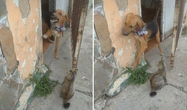 '어..어디 좀 갔다올게' 집 밖을 나가려던 댕댕이의 최후