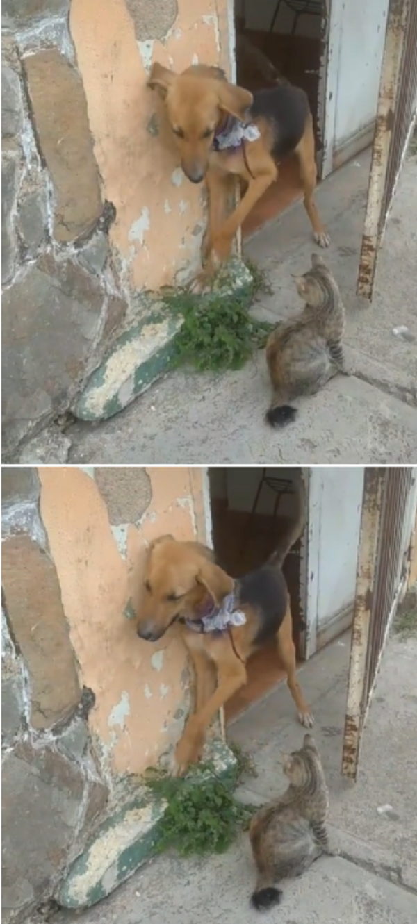 사진출처ⓒ='@nenemartinez18' TikTok