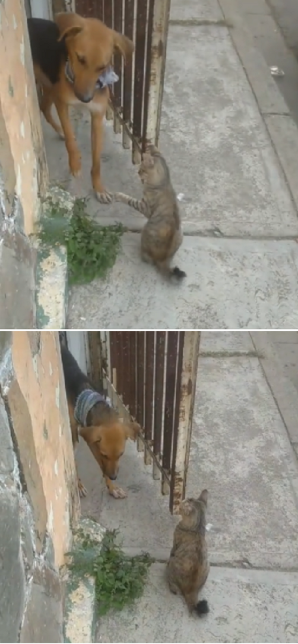 사진출처ⓒ='@nenemartinez18' TikTok