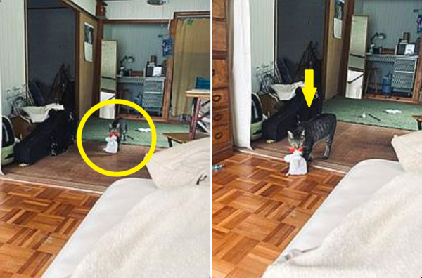 코로나 백신 접종 후 아파하는 집사에게 냥이가 보인 행동