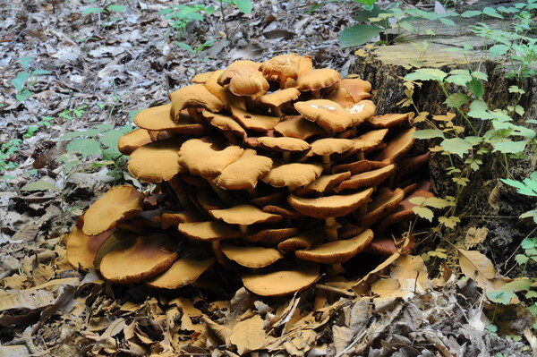 "갈황색미치광이버섯", 자료제공=산림청