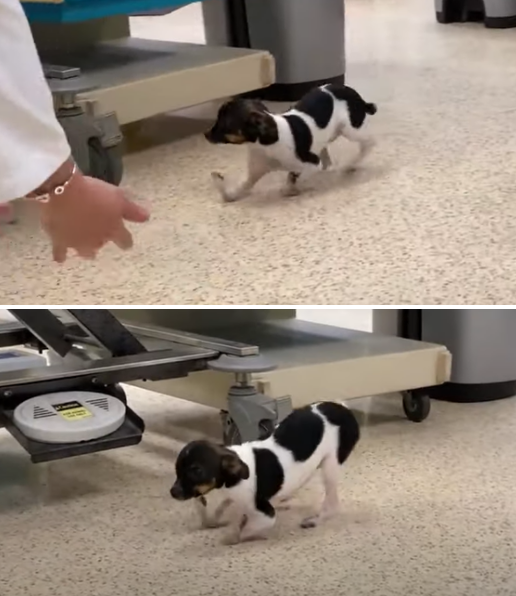 사진출처ⓒ=YouTube 'OSU Veterinary Medicine'
