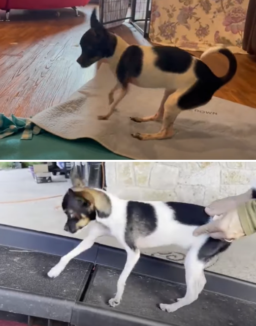 사진출처ⓒ=YouTube 'OSU Veterinary Medicine'