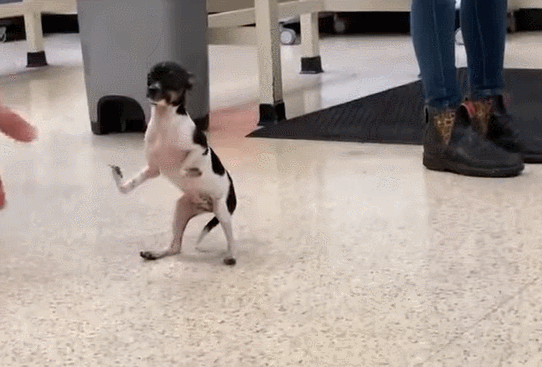 사진출처ⓒ=YouTube 'OSU Veterinary Medicine'