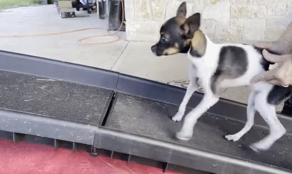 사진출처ⓒ=YouTube 'OSU Veterinary Medicine'