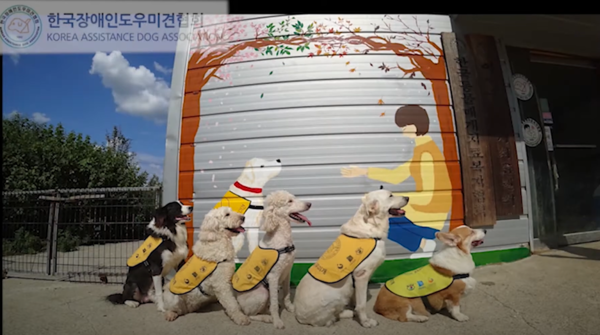 "안내견 아닌 '장애인 도우미견' 입니다" 바껴야 하는 우리의 인식