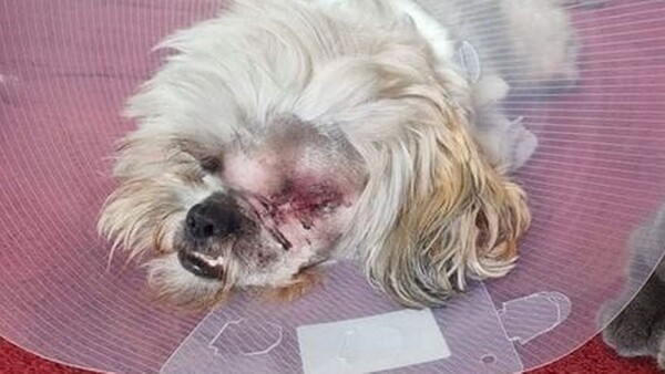 해변 산책하다 한쪽 눈 잃는 봉변 당한 시추...가해자는 발뺌?