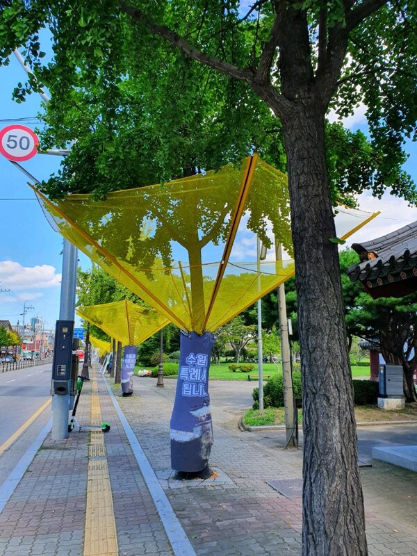 수원시, 가을철‘은행나무 열매’ 악취 조기에 잡는다