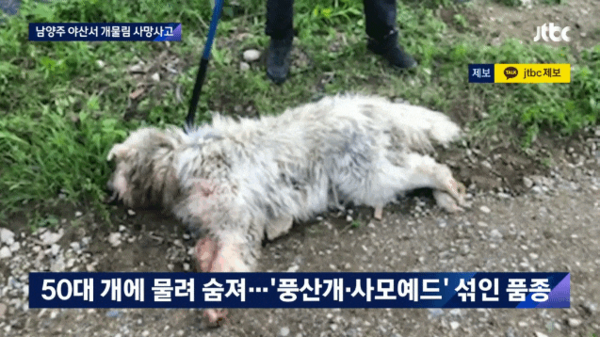 남양주 50대 여성 유기대형견에 팔과 목이 물려 사망한 사고(2021. 5. 24) , 자료사진= jtbp뉴스캡쳐