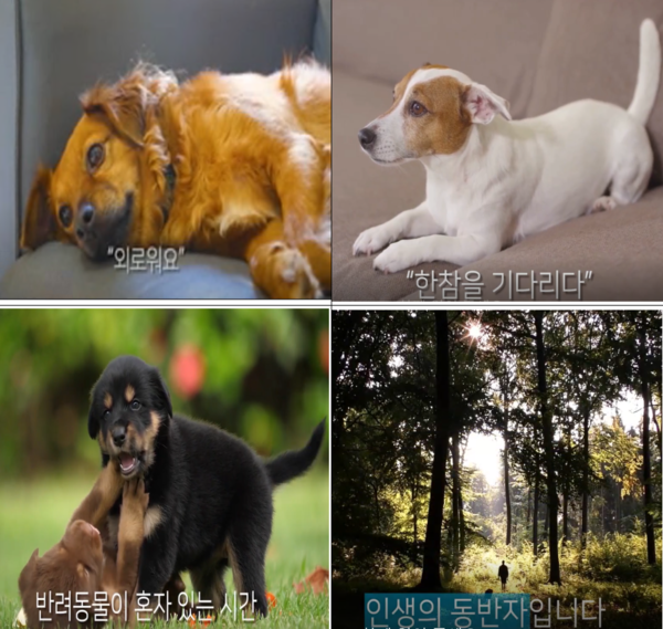 동영상 특별상 김준명 作 "함께 있어주세요"