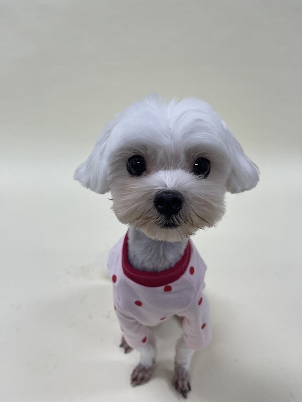 입양전(리카)
