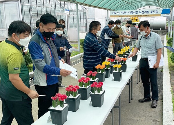 경기도 농기원, 선인장·다육식물 신품종 육성계통 품평회 열어