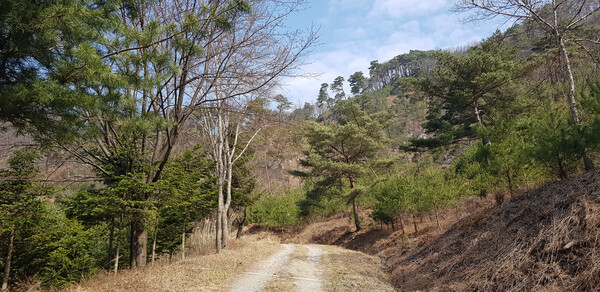 12월의 국유림 명품숲, 충주 ‘오청산 소나무 숲’ 선정