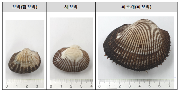 꼬막종류 및 구별방법, 자료=식품의약품안전처