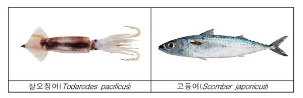 4, 5월에 오징어, 고등어 잡으면 안돼요