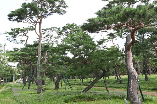 노송공원