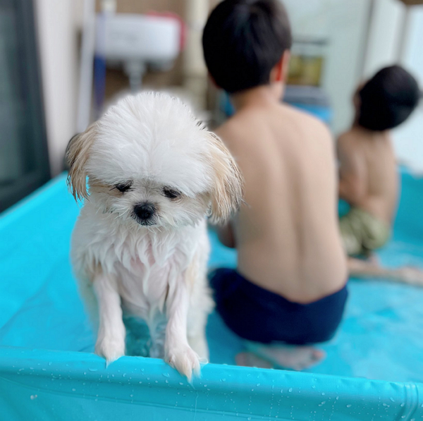 아이들과 물놀이 전후, 이렇게 다르다 [출처=mikandaisukisu 트위터]