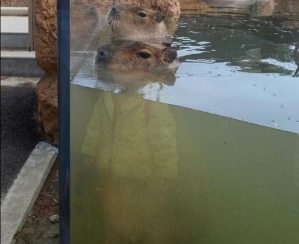 [사진=BOREDPANDA]
