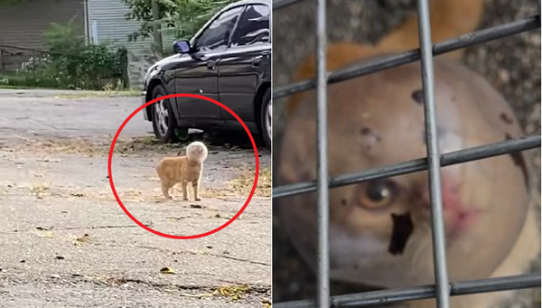 유리볼 머리에 낀 채 휘청거리며 다니던 고양이 결말