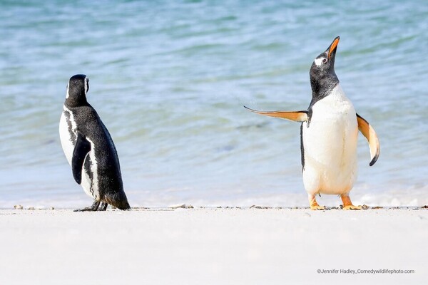 comedywildlifephoto