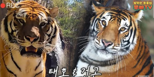 "번식용으로 쓰다가 필요없으니까 버려" 에버랜드 논란