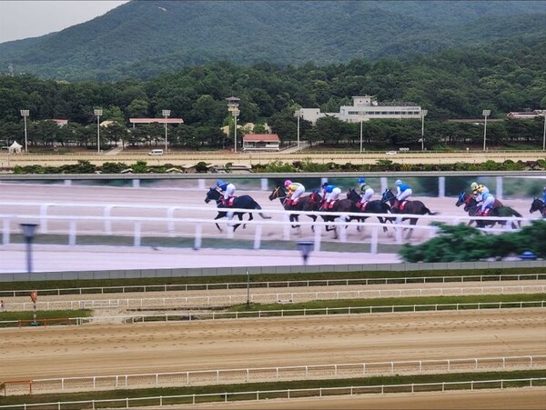 15일 과천 렛츠런파크 경기도지사배 경주대회 실시...축산물 홍보 행사도 진행